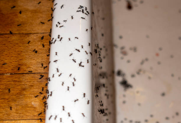 Best Termite Control Services  in Tamalpais Homestead Valley, CA