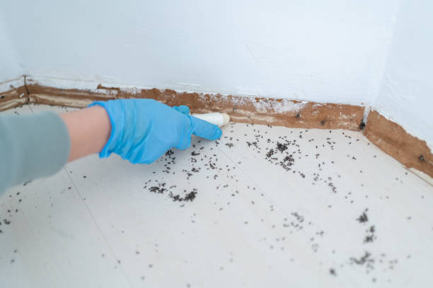 Best Mosquito Control Services  in Tamalpais Homestead Valley, CA